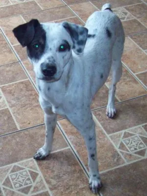 Cachorro raça SRD idade 7 a 11 meses nome PINTADINHO