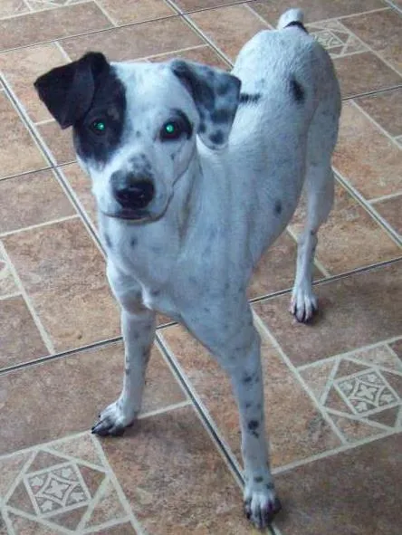 Cachorro ra a SRD idade 7 a 11 meses nome PINTADINHO