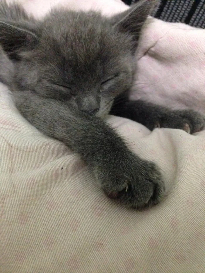 Gato raça Não especifica  idade Abaixo de 2 meses nome Não tem nome 