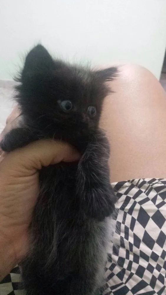 Gato raça Não especifica  idade Abaixo de 2 meses nome Não tem nome 