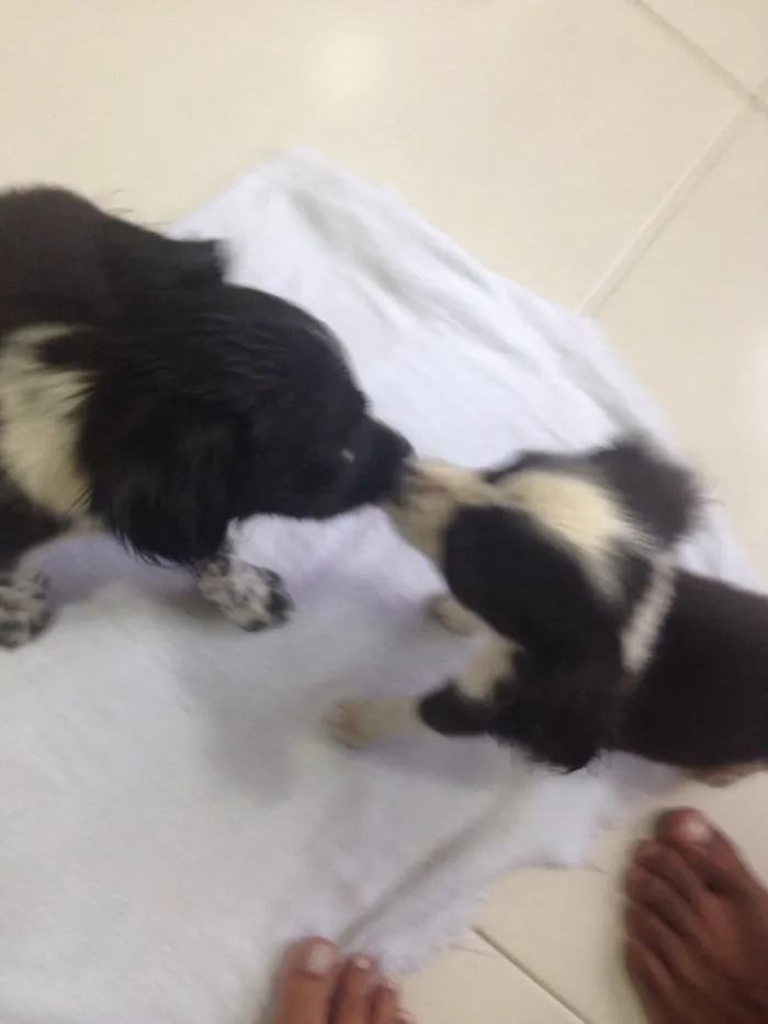Cachorro raça  idade 2 a 6 meses nome preta e pretinha