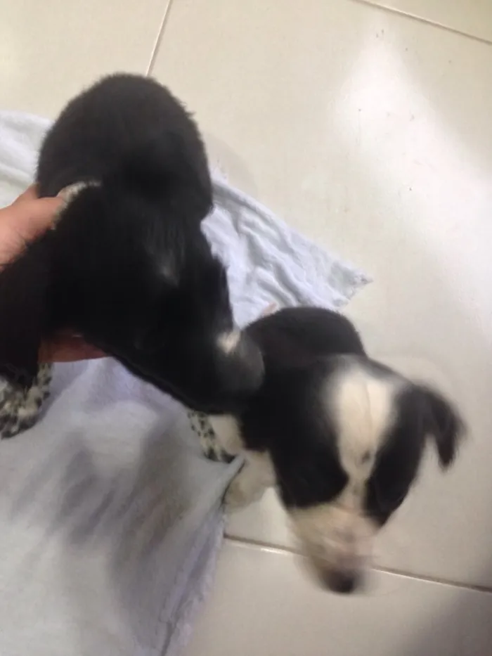 Cachorro raça  idade 2 a 6 meses nome preta e pretinha