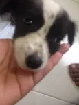 preta e pretinha