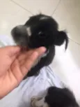 preta e pretinha
