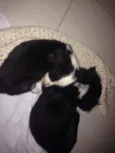 preta e pretinha