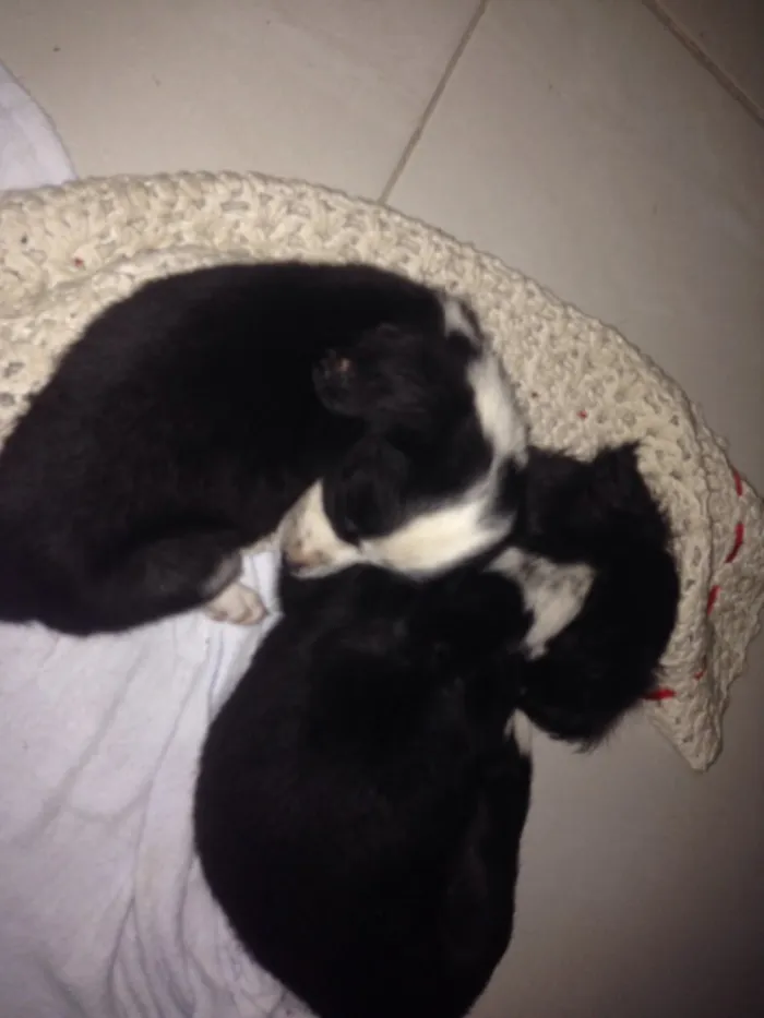 Cachorro raça  idade 2 a 6 meses nome preta e pretinha