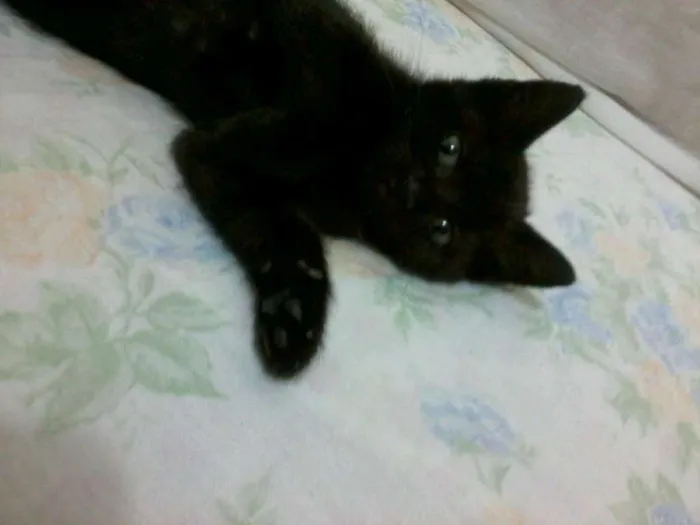Gato raça sem raça definida idade Abaixo de 2 meses nome Pantéra e Rajada