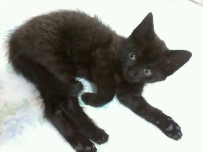 Gato raça sem raça definida idade Abaixo de 2 meses nome Pantéra e Rajada
