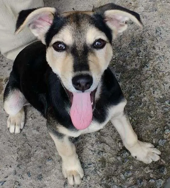 Cachorro ra a Vira Lata idade 2 a 6 meses nome Frank