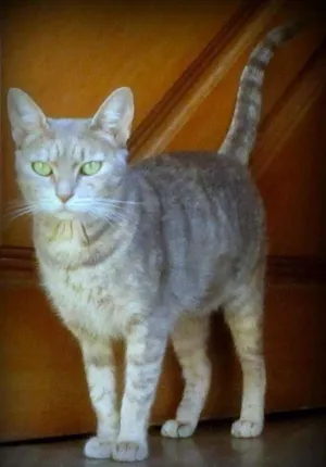 Gato raça SRD idade 1 ano nome LIZ