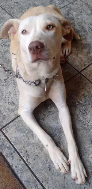 Cachorro raça Mistura de Fila idade 7 a 11 meses nome Pérola