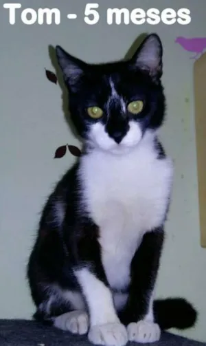 Gato raça SRD idade 2 a 6 meses nome TOM