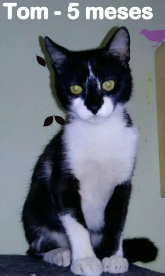 Gato ra a SRD idade 2 a 6 meses nome TOM