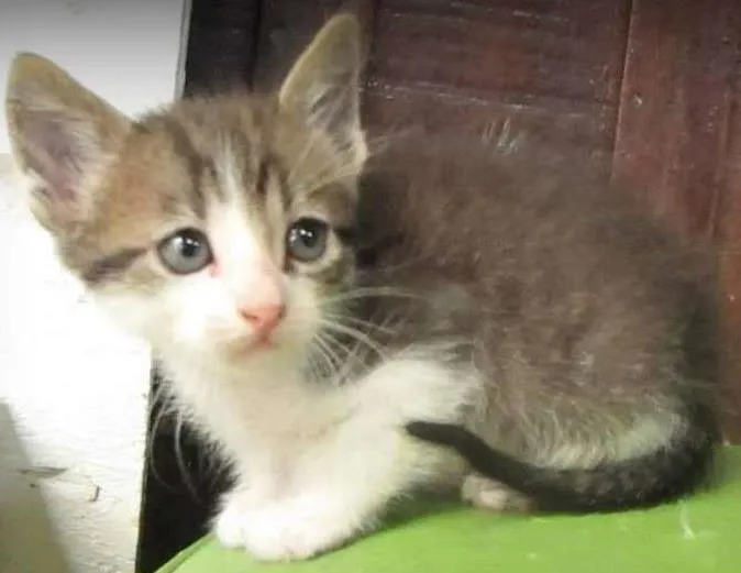 Gato ra a SRD idade Abaixo de 2 meses nome MOSQUITO