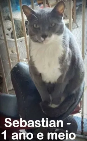 Gato raça SRD idade 1 ano nome SEBASTIAN
