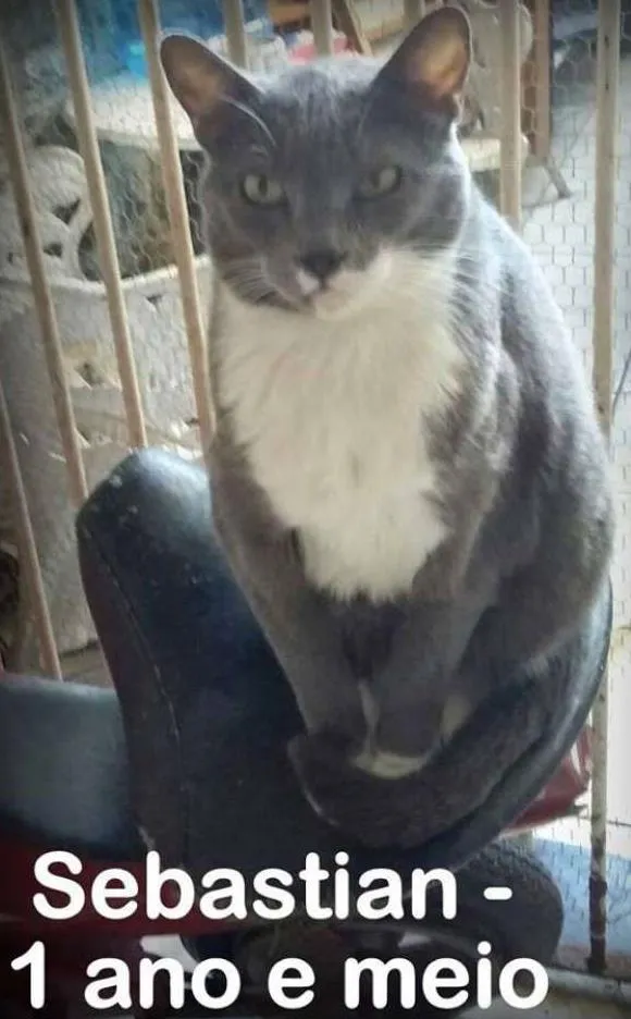 Gato ra a SRD idade 1 ano nome SEBASTIAN