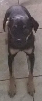 Cachorro ra a Vira lata idade 7 a 11 meses nome Burke