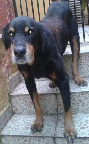 Cachorro raça Rotivalier idade 6 ou mais anos nome Pedrão