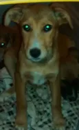 Caramela