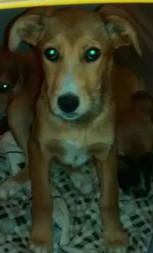 Cachorro raça srd idade  nome Caramela