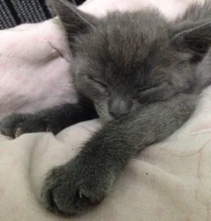 Gato raça Não especifica  idade Abaixo de 2 meses nome Não tem nome 