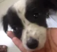 preta e pretinha