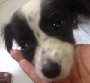 Cachorro raça  idade 2 a 6 meses nome preta e pretinha