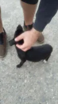 Nala