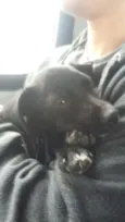 Nala