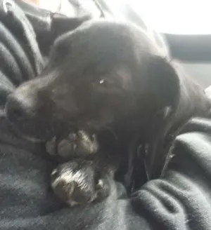 Cachorro raça Vira-lata idade 2 a 6 meses nome Nala