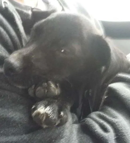 Cachorro ra a Vira-lata idade 2 a 6 meses nome Nala
