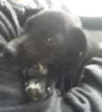 Nala