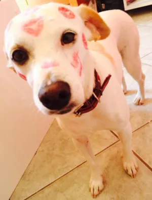 Cachorro raça Vira lata idade 5 anos nome Clara