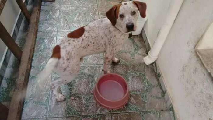 Cachorro ra a Inglesa idade 1 ano nome Russo