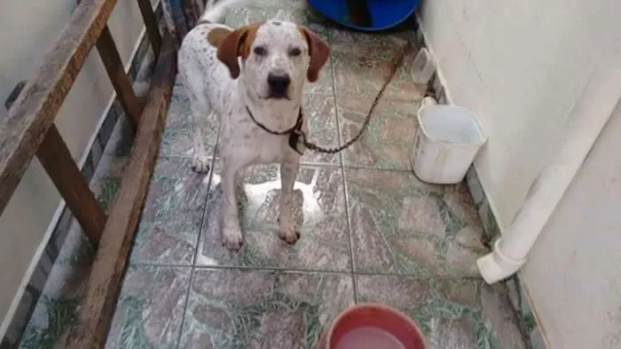 Cachorro ra a Inglesa idade 1 ano nome Russo