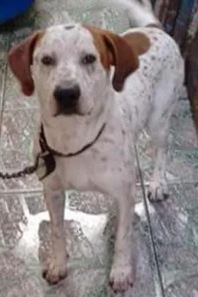 Cachorro ra a Inglesa idade 1 ano nome Russo