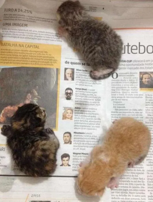 Gato ra a De rua idade Abaixo de 2 meses nome Sem nomes