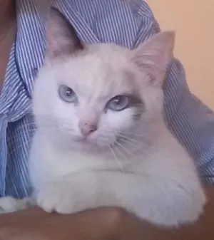 Gato raça  idade 3 anos nome Nina