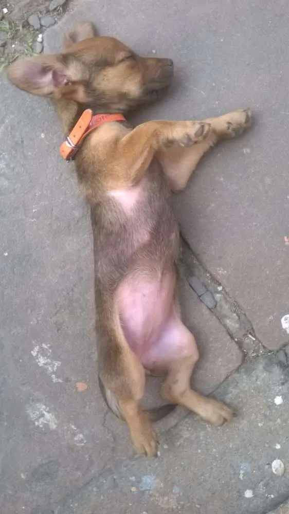 Cachorro ra a Indefinida idade 2 a 6 meses nome Charlotte 