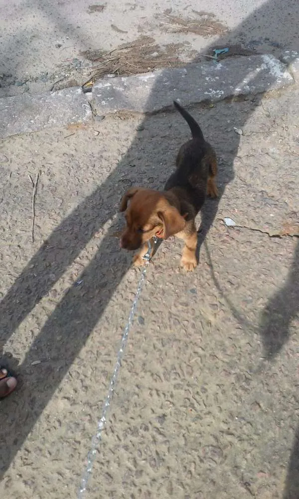 Cachorro ra a Indefinida idade 2 a 6 meses nome Charlotte 