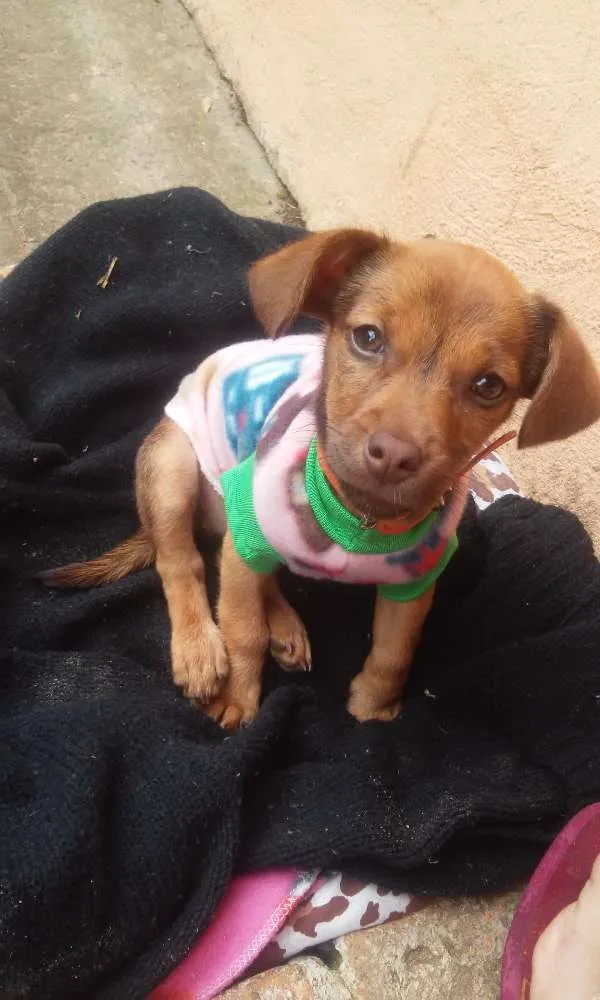 Cachorro ra a Indefinida idade 2 a 6 meses nome Charlotte 