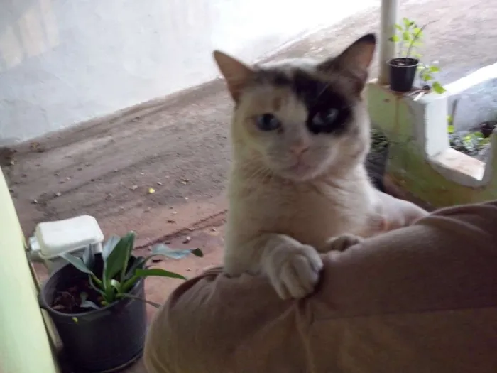 Gato ra a Srd idade 2 a 6 meses nome Sem nomes