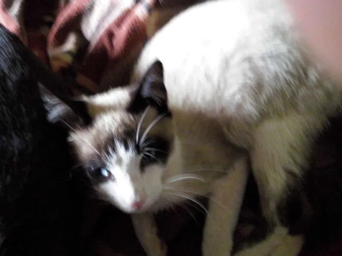 Gato ra a Srd idade 2 a 6 meses nome Sem nomes
