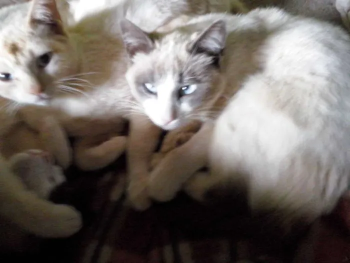 Gato ra a Srd idade 2 a 6 meses nome Sem nomes