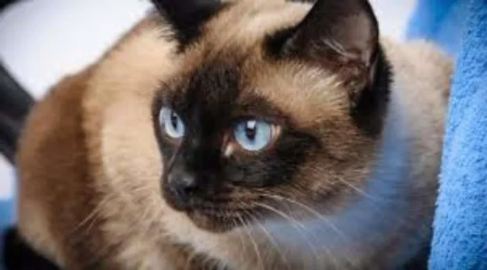 Gato ra a Siamês idade 2 anos nome Ana
