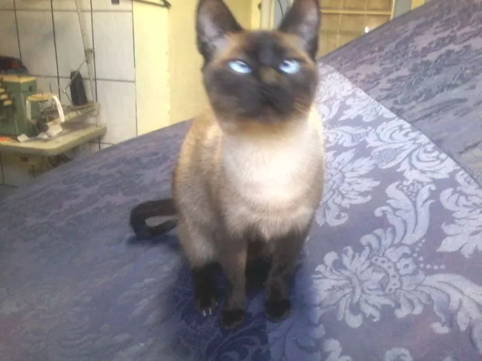 Gato ra a Siamês idade 2 anos nome Ana