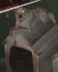 Cachorro raça SRD idade 2 anos nome Melo