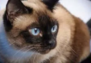 Gato raça Siamês idade 2 anos nome Ana