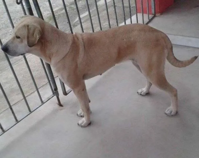 Cachorro ra a Viralata idade 2 anos nome Polly