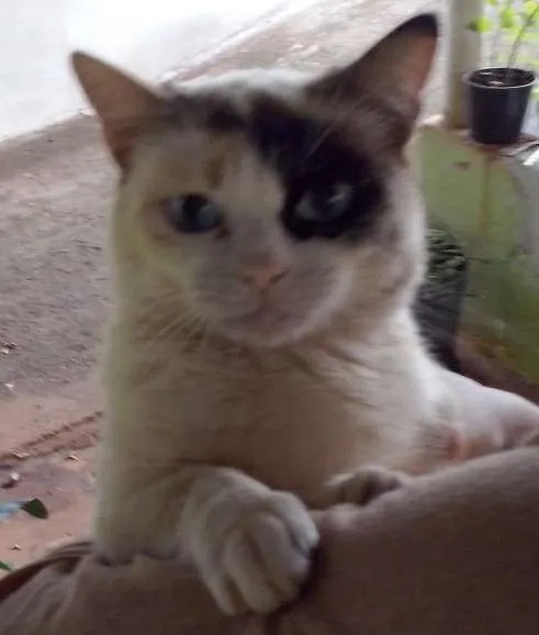 Gato ra a Srd idade 2 a 6 meses nome Sem nomes